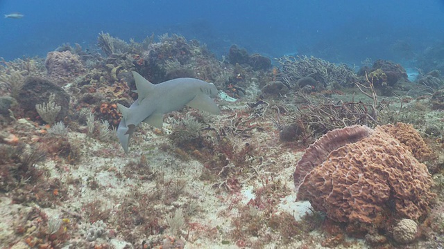 MS TS护士鲨鱼游泳/卡门海滩，Isla Mujeres，墨西哥视频素材