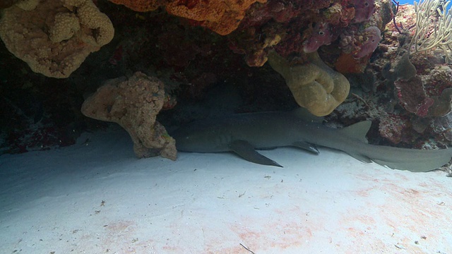 MS POV护士鲨鱼休息和移动/卡门海滩，Isla Mujeres，墨西哥视频素材