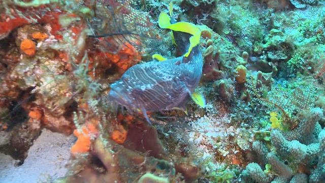 美丽的蟾鱼自由游泳和寻找洞/卡门湖，Isla Mujeres，墨西哥视频素材