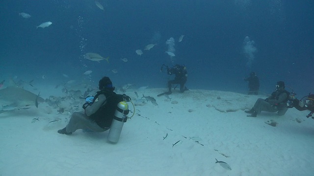 在沙滩上的公牛鲨/卡门海滩，Isla Mujeres，墨西哥视频素材