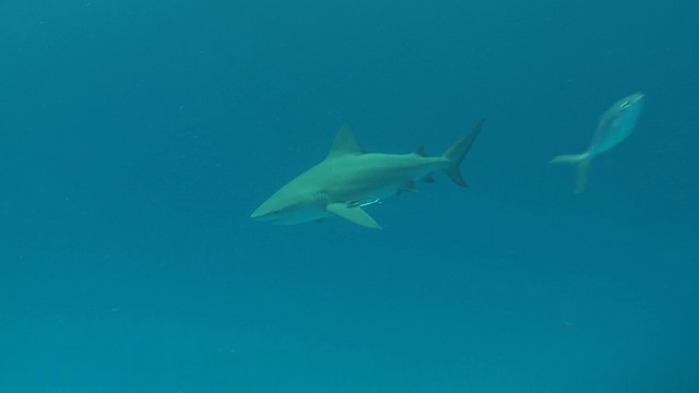 MS TS牛鲨游泳和吃/卡门海滩，Isla Mujeres，墨西哥视频素材