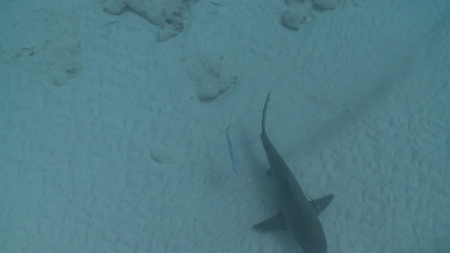 在沙滩上的公牛鲨/卡门海滩，Isla Mujeres，墨西哥视频素材