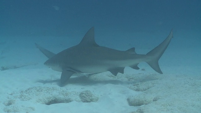 MS TS公牛鲨在沙滩上/卡门海滩，Isla Mujeres，墨西哥视频素材