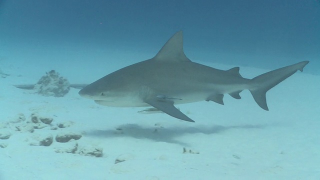 MS TS公牛鲨在沙滩上/卡门海滩，Isla Mujeres，墨西哥视频素材