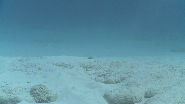 MS TS公牛鲨在沙滩上/卡门海滩，Isla Mujeres，墨西哥视频素材