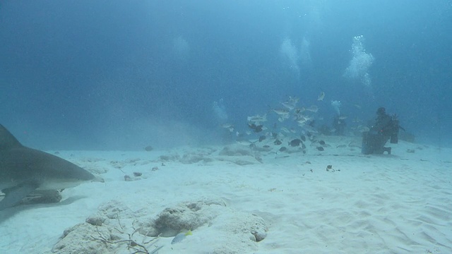 MS TS公牛鲨在沙滩上/卡门海滩，Isla Mujeres，墨西哥视频素材