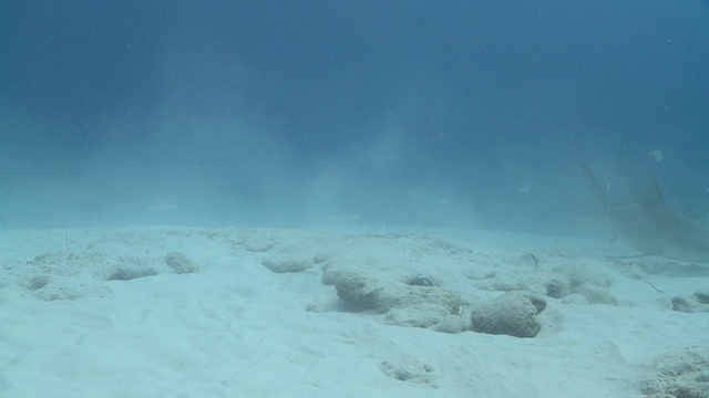 MS TS公牛鲨在沙滩上/卡门海滩，Isla Mujeres，墨西哥视频素材