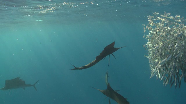 msts旗鱼成群结队地猎取鱼饵球/卡门海滩，Isla Mujeres，墨西哥视频素材