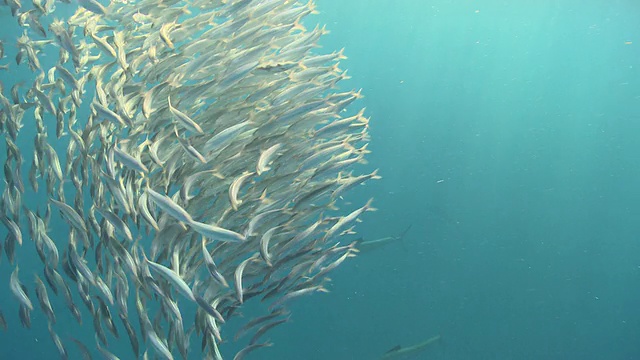 msts旗鱼成群结队地猎取鱼饵球/卡门海滩，Isla Mujeres，墨西哥视频素材