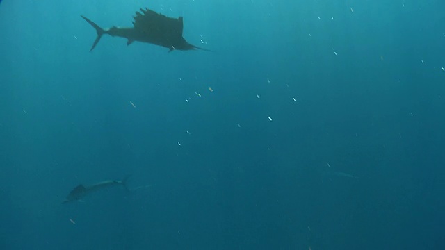 msts旗鱼成群结队地猎取鱼饵球/卡门海滩，Isla Mujeres，墨西哥视频素材