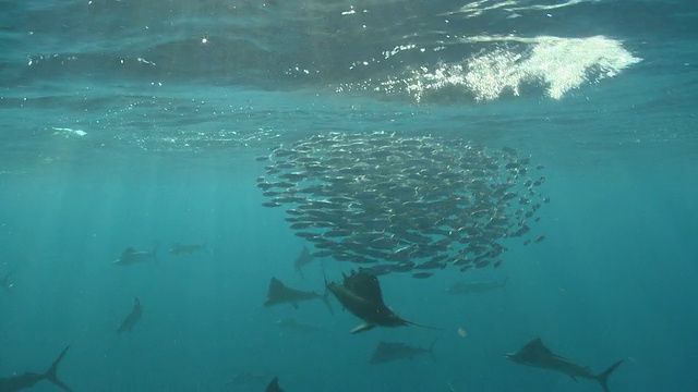 msts旗鱼成群结队地猎取鱼饵球/卡门海滩，Isla Mujeres，墨西哥视频素材