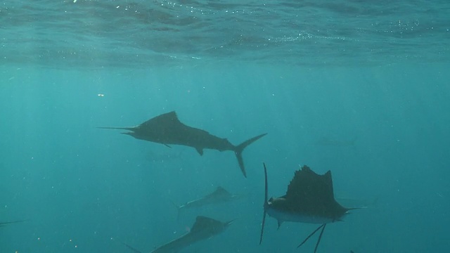 msts旗鱼成群结队地猎取鱼饵球/卡门海滩，Isla Mujeres，墨西哥视频素材