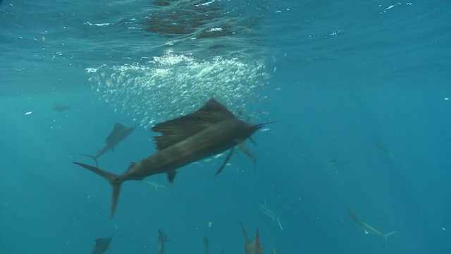 msts旗鱼成群结队地猎取鱼饵球/卡门海滩，Isla Mujeres，墨西哥视频素材