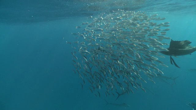 旗鱼成群结队地猎取鱼饵球的镜头/卡门海滩，墨西哥，Isla Mujeres视频素材