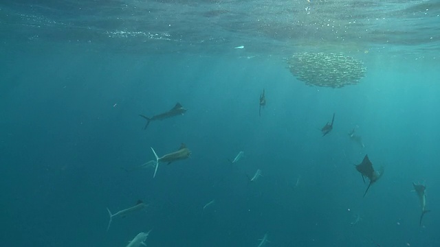 旗鱼成群结队地猎取鱼饵球的镜头/卡门海滩，墨西哥，Isla Mujeres视频素材