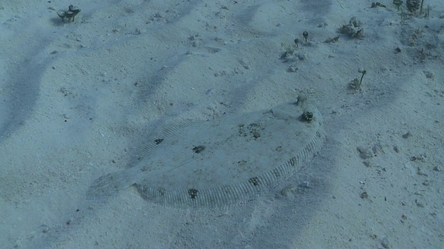 在沙滩上拍摄比目鱼/卡门海滩，Isla Mujeres，墨西哥视频素材