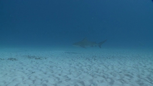 在沙滩上拍摄的公牛鲨/卡门海滩，Isla Mujeres，墨西哥视频素材