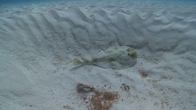 MS TS拍摄Cortez Electric Ray / Playa del Carmen, Isla Mujeres，墨西哥视频素材