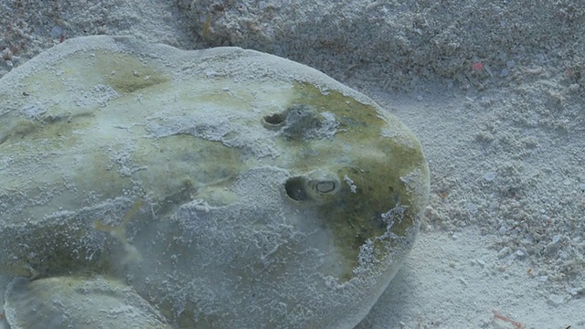 MS TS拍摄Cortez Electric Ray / Playa del Carmen, Isla Mujeres，墨西哥视频素材