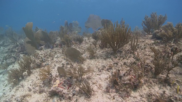 多样的珊瑚礁和海扇/卡门湖，Isla Mujeres，墨西哥视频素材