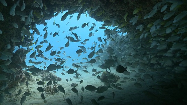 MS POV school snap under overhang / Playa del Carmen, Isla Mujeres，墨西哥视频素材