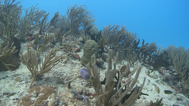 POV女士多元化珊瑚礁/ Playa del Carmen, Isla Mujeres，墨西哥视频素材