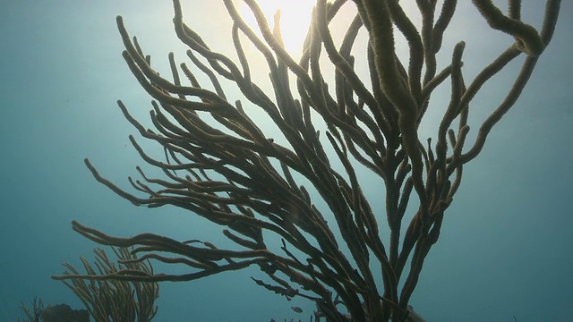 MS Shot of Sea fan / Playa del Carmen, Isla Mujeres，墨西哥视频素材