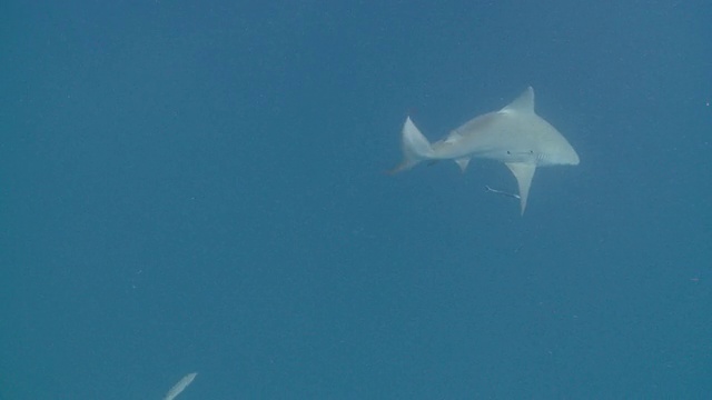 牛鲨上钩的照片在蓝色/卡门海滩，Isla Mujeres，墨西哥视频素材