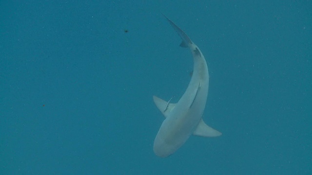 MS TS拍摄的蓝色牛鲨/卡门海滩，Isla Mujeres，墨西哥视频素材