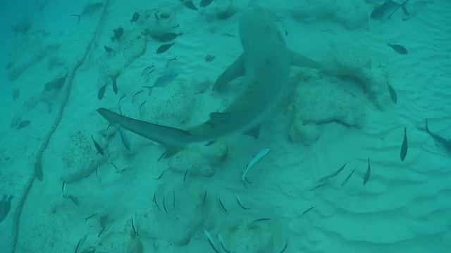 MS TS拍摄公牛鲨/卡门海滩，Isla Mujeres，墨西哥视频素材