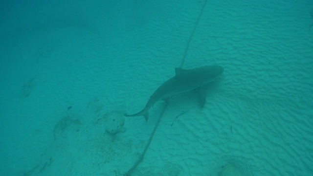 MS TS拍摄公牛鲨/卡门海滩，Isla Mujeres，墨西哥视频素材