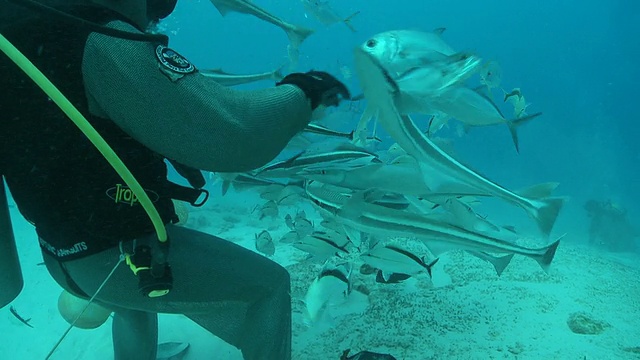 身穿链甲潜水服的潘女士正在喂牛鲨/卡门海滩，Isla Mujeres，墨西哥视频素材