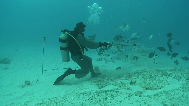 身穿锁子甲潜水服的ZI ZO潜水员正在喂牛鲨/卡门海滩，Isla Mujeres，墨西哥视频素材