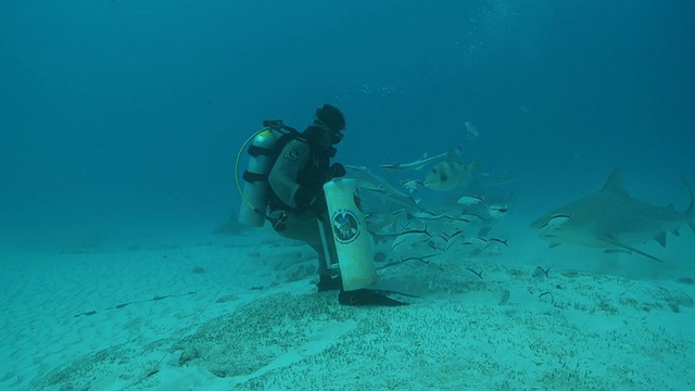 ZI牛鲨推着潜水员吃东西/卡门海滩，Isla Mujeres，墨西哥视频素材