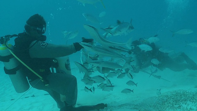 MS Bull shark轻推潜水员食物/卡门海滩，Isla Mujeres，墨西哥视频素材