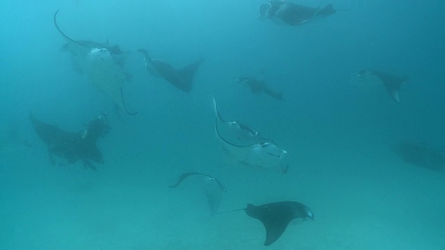 MS Manta ray学校/哈尼法鲁，Baa Atoll，马尔代夫视频素材