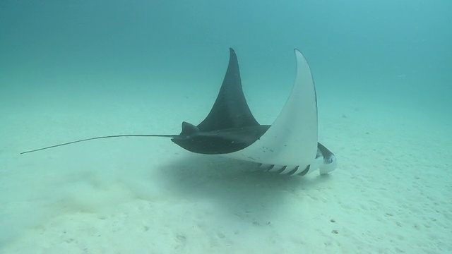 MS POV拍摄的蝠鲼捕食/哈尼法鲁，Baa Atoll，马尔代夫视频素材