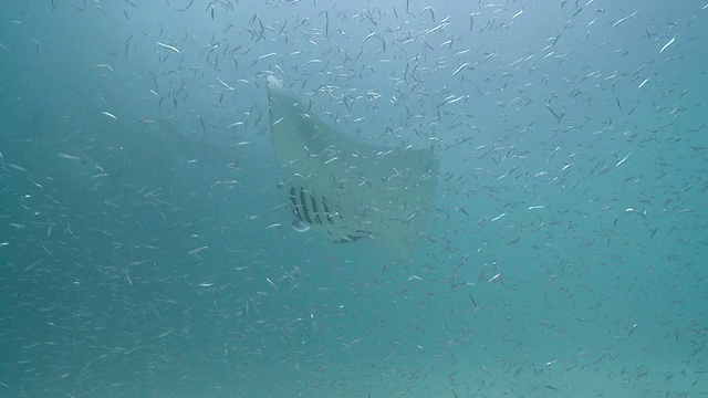 MS TS拍摄于马尔代夫Baa Atoll Manta ray学校/ Hanifaru视频素材