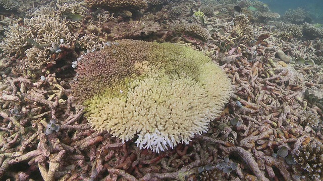 MS ZO拍摄于珊瑚上的紫色花/哈尼法鲁，Baa Atoll，马尔代夫视频素材