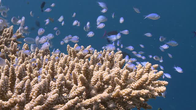 MS拍摄于珊瑚上的紫色花/哈尼法鲁，Baa Atoll，马尔代夫视频素材