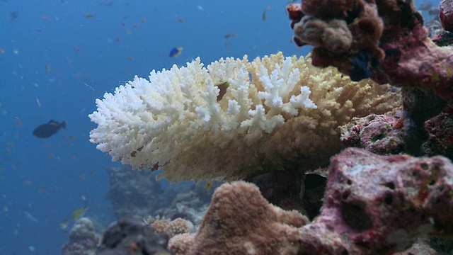 漂白珊瑚礁/哈尼法鲁，Baa Atoll，马尔代夫视频素材