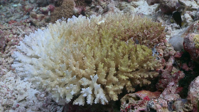 漂白珊瑚礁/哈尼法鲁，Baa Atoll，马尔代夫视频素材