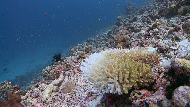 漂白珊瑚礁/哈尼法鲁，Baa Atoll，马尔代夫视频素材