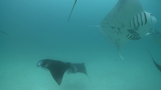 MS POV拍摄于马尔代夫Baa Atoll, Manta ray chain / Hanifaru视频素材