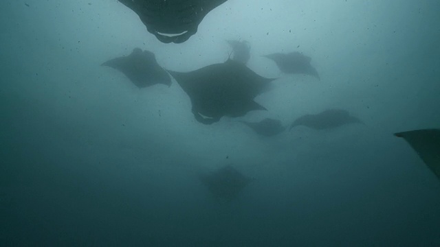 MS POV拍摄于马尔代夫Baa Atoll, Manta ray chain / Hanifaru视频素材