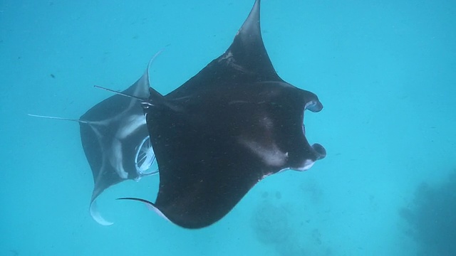 MS POV拍摄于马尔代夫Baa Atoll, Manta ray chain / Hanifaru视频素材