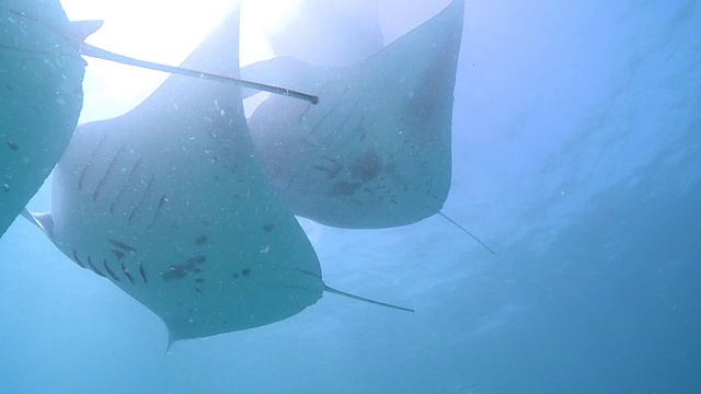 MS拍摄于马尔代夫Baa Atoll, Manta ray chain / Hanifaru视频素材