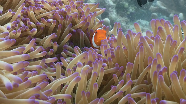 假海葵小丑鱼拍摄海葵/西巴丹，沙巴，马来西亚视频素材