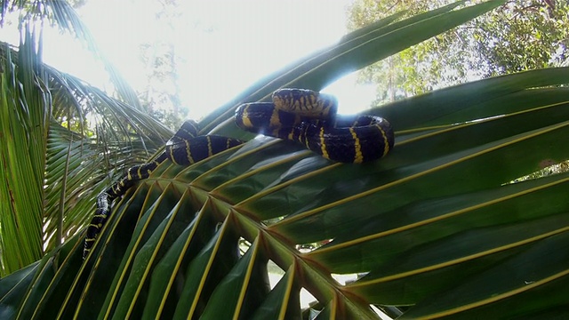 CU ZI ZO Mangrove snake striking / island three, Sabah，马来西亚沙巴视频素材