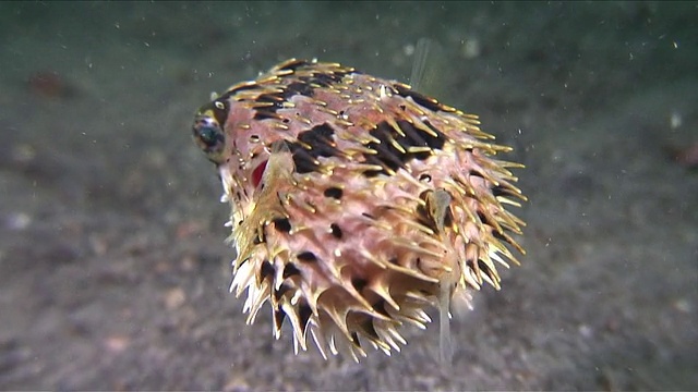 印度尼西亚苏拉威西，Porcupine pufferfish / Lembeh strait拍摄视频素材